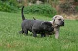 CANE CORSO 1052